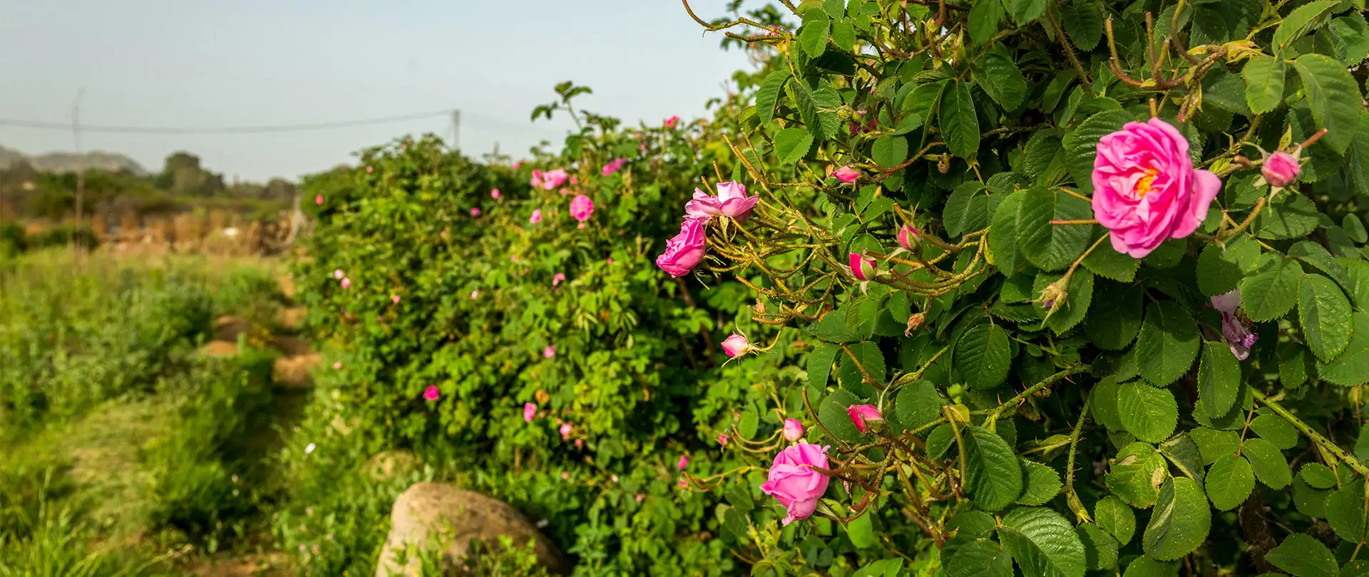 Taif-Rose-Fields (2)